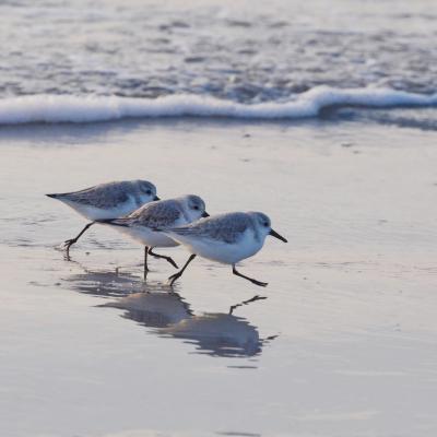 Bécasseaux sanderling