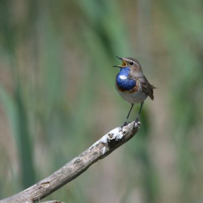 Gorge bleue à miroir