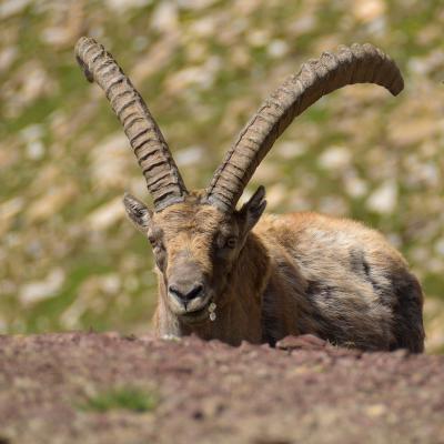 Bouquetin la fleur aux dents