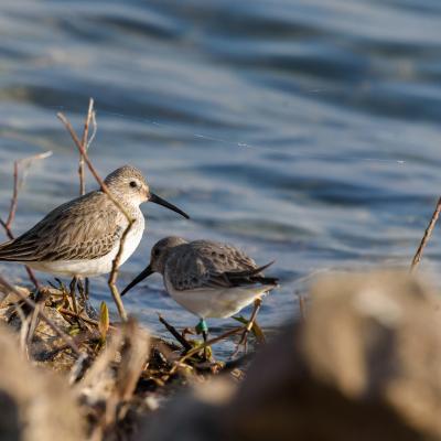 Becasseaux Variables