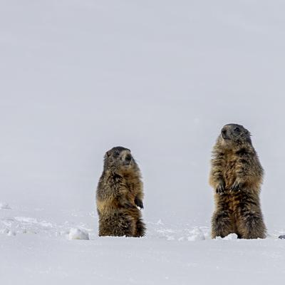 Les marmottes