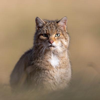 Face A face avec le chat sauvage
