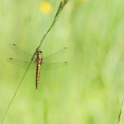 Photographies de nature