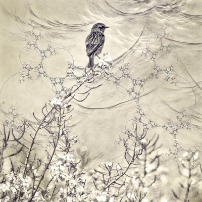 Le rêve de l'oiseau