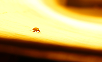 P1220073_fire_ladybug